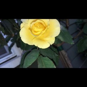 Meet your Posher, Gladis